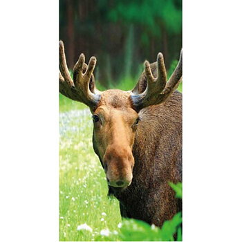 Badlakan Älg i sikte