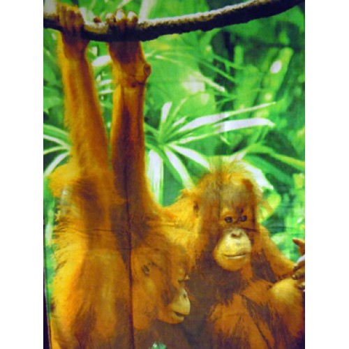Badlakan Apa, Orangutanger