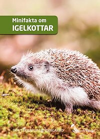 Minifakta om Igelkottar