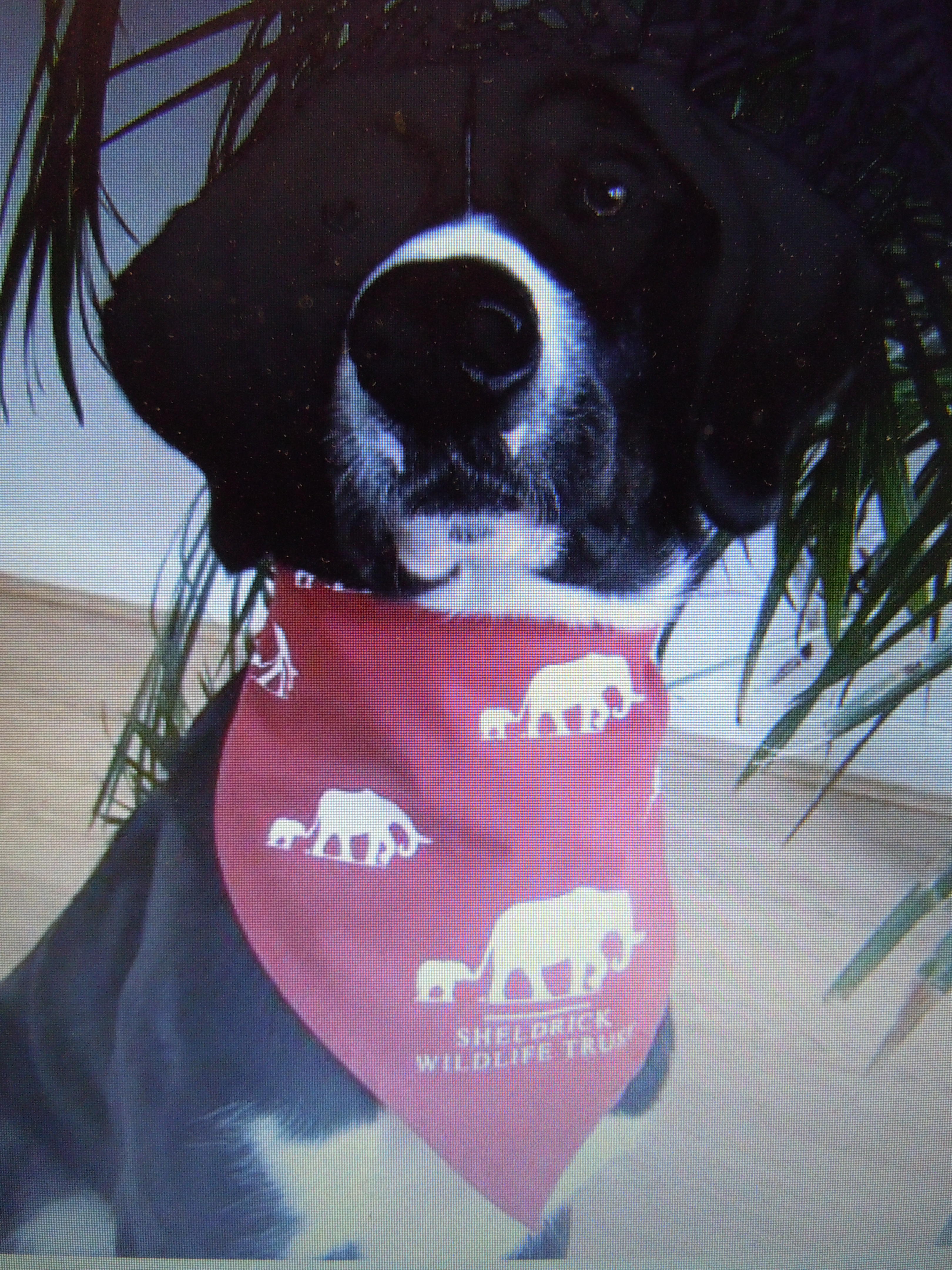 Hund Scarf Röd  - 5