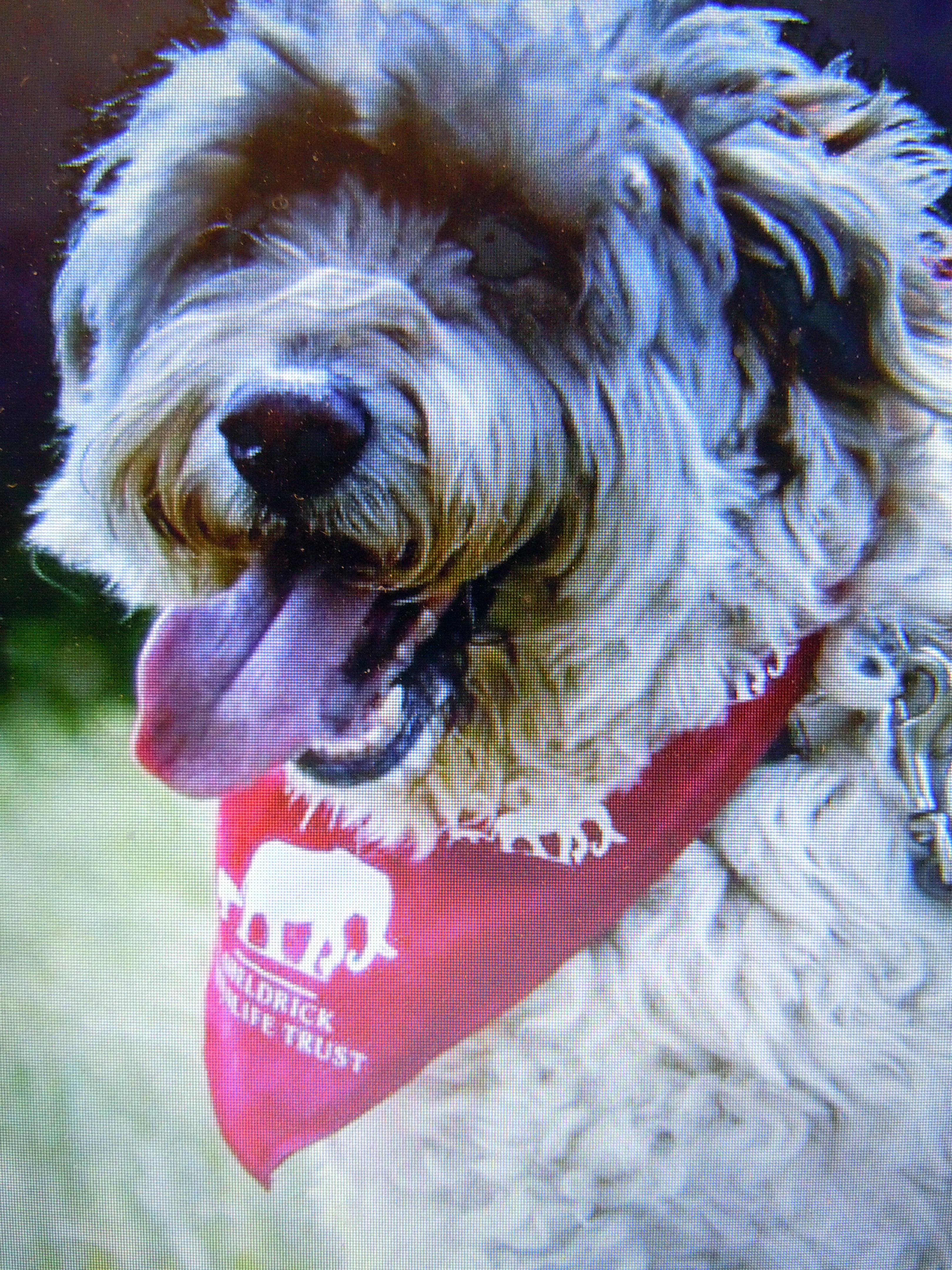 Hund Scarf Röd  - 3