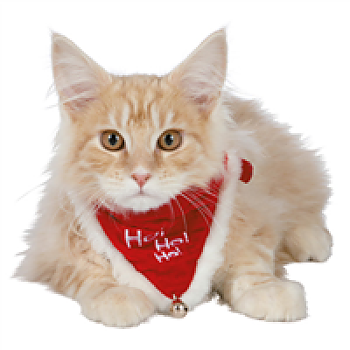 Julhalsband katt