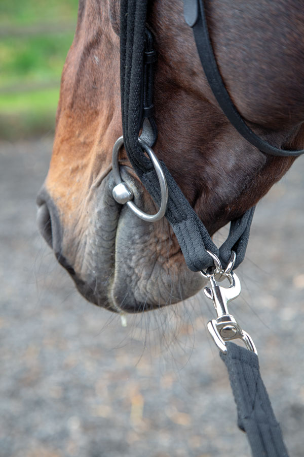 Shires Longeradapter Svart - 2