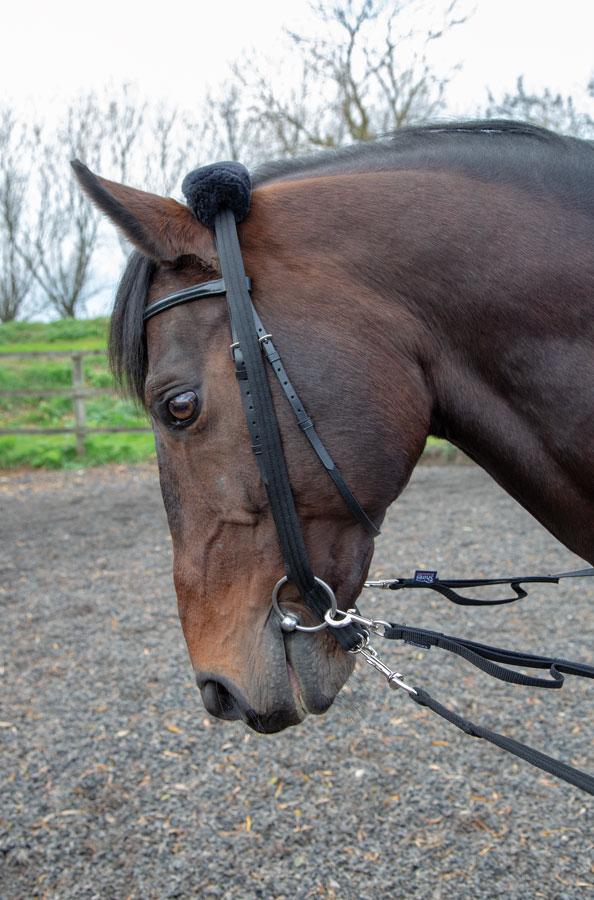 Shires Longeradapter Svart