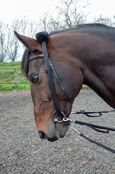 Shires Longeradapter Svart