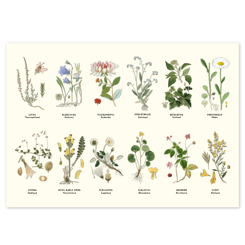Bordstablett Landskapsblommor