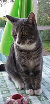 Katt