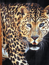 Rädda Leoparden