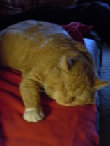 Till Er Katt