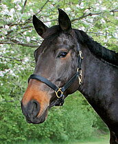 Grimmor i läder