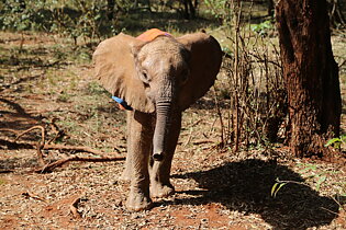 Malima