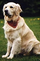 Till Er hund