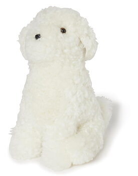 Curly Snowy White Hund