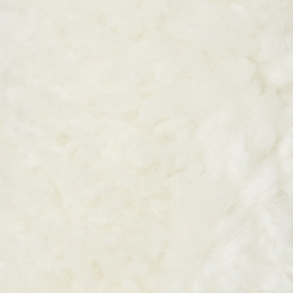 Curly Snowy White Hund - 2