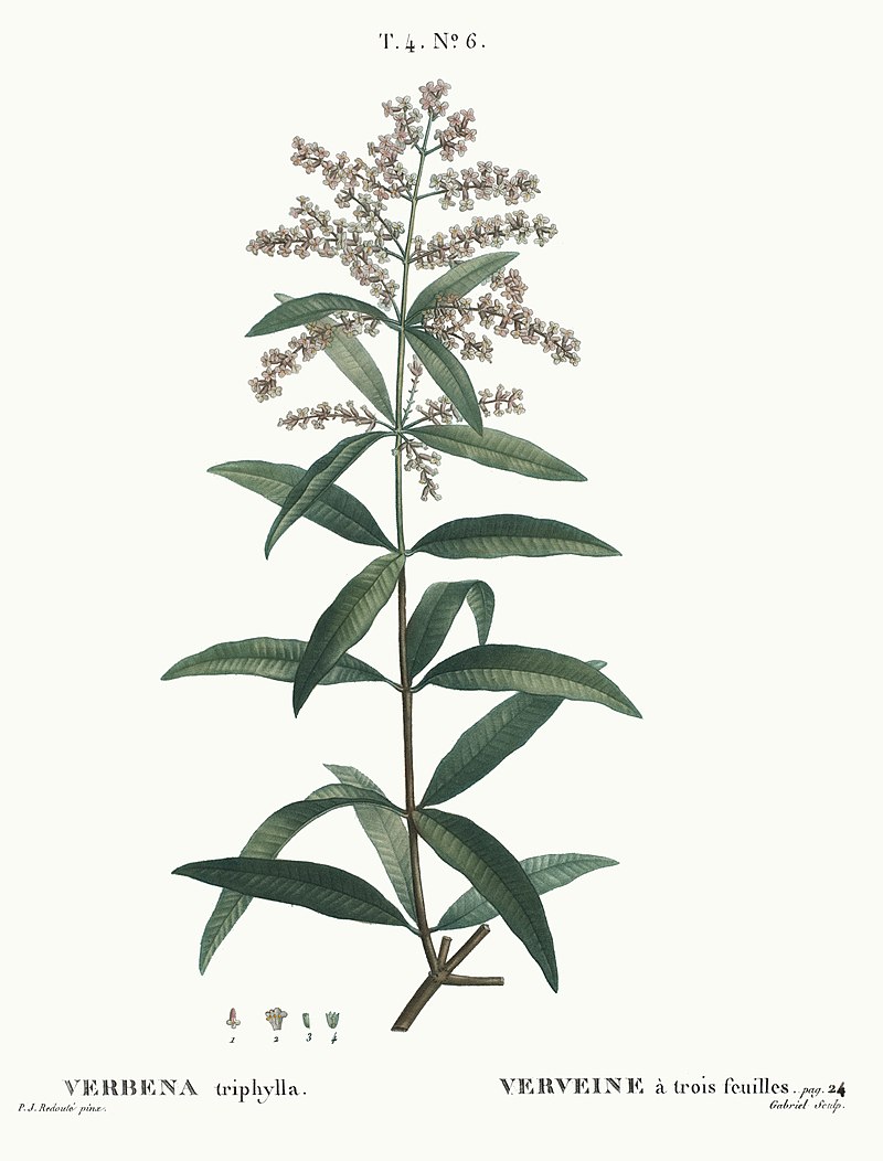 Citronverbena Te  20 tepåsar - 2