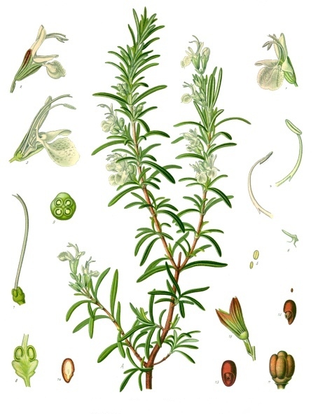 Rosmarinolja 30 ml - 2