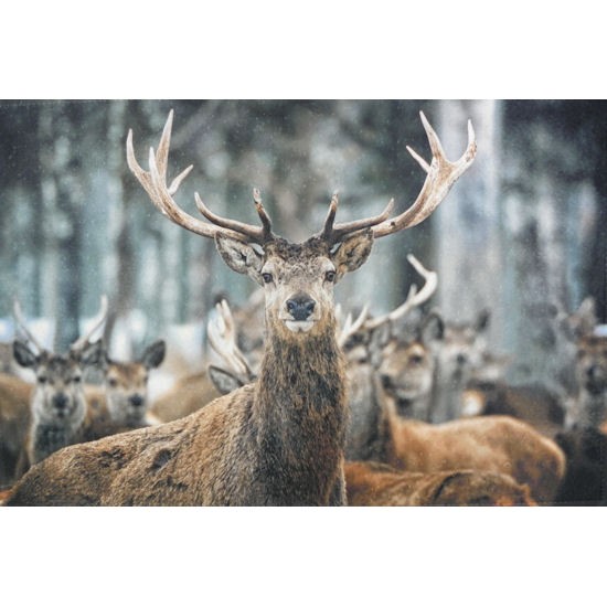 Dörrmatta King of woods