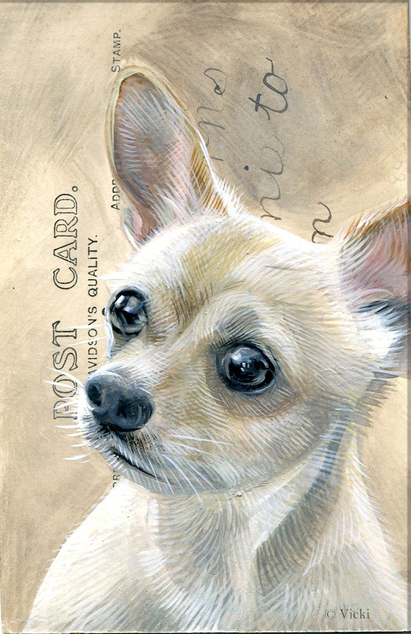 Kort med kuvert  Chihuahua