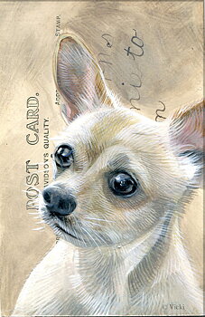 Kort med kuvert  Chihuahua