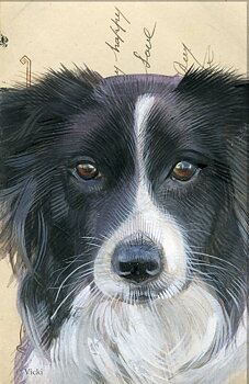 Kort med kuvert  Border Collie Fler under Kort 