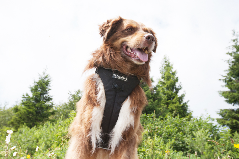 Neewa Multi Harness - 9