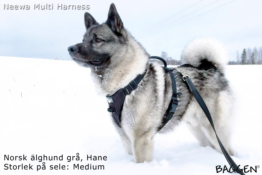 Neewa Multi Harness - 4