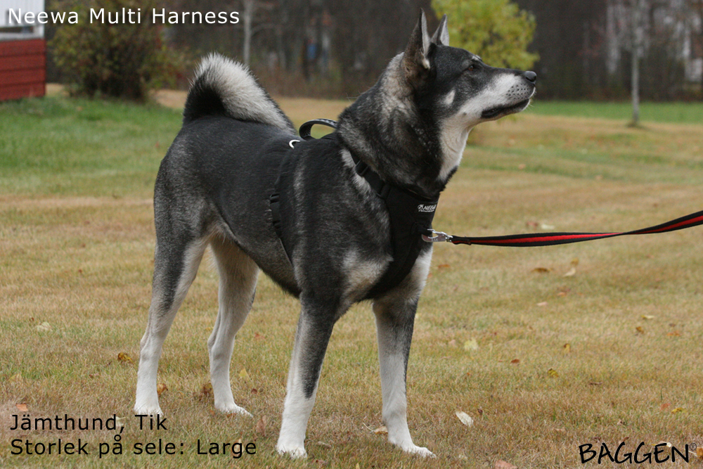 Neewa Multi Harness - 5