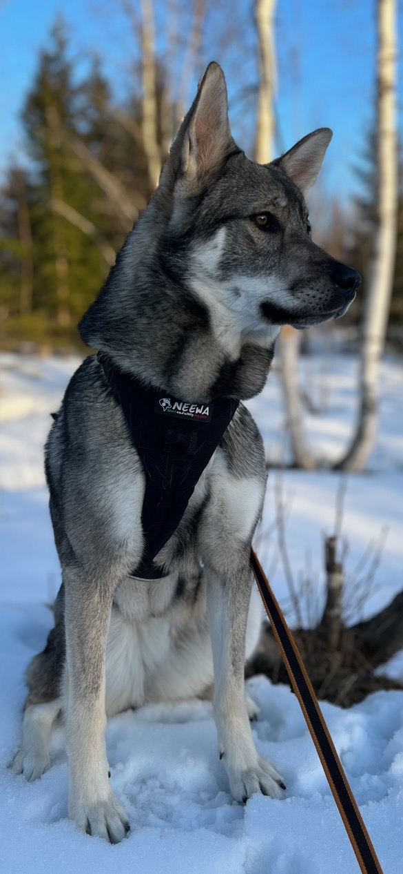 Neewa Multi Harness - 2