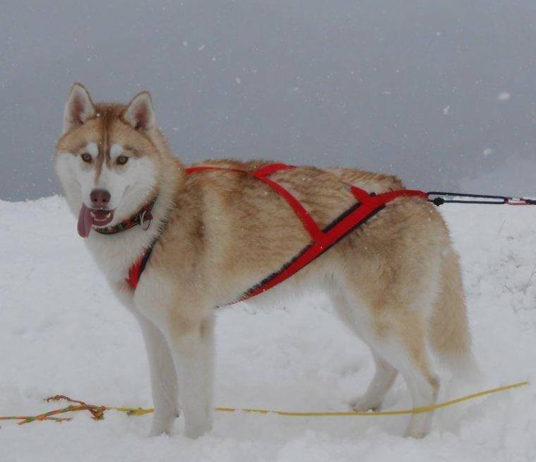 Neewa Sled Pro Dragsele - 7