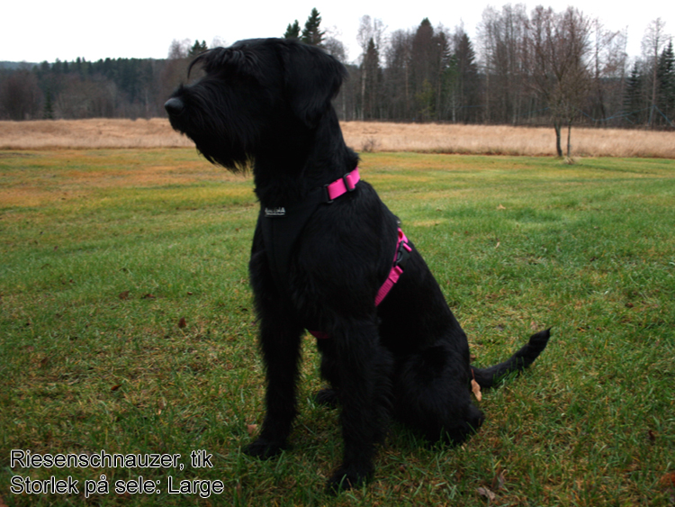 Neewa Joggingsele - 5