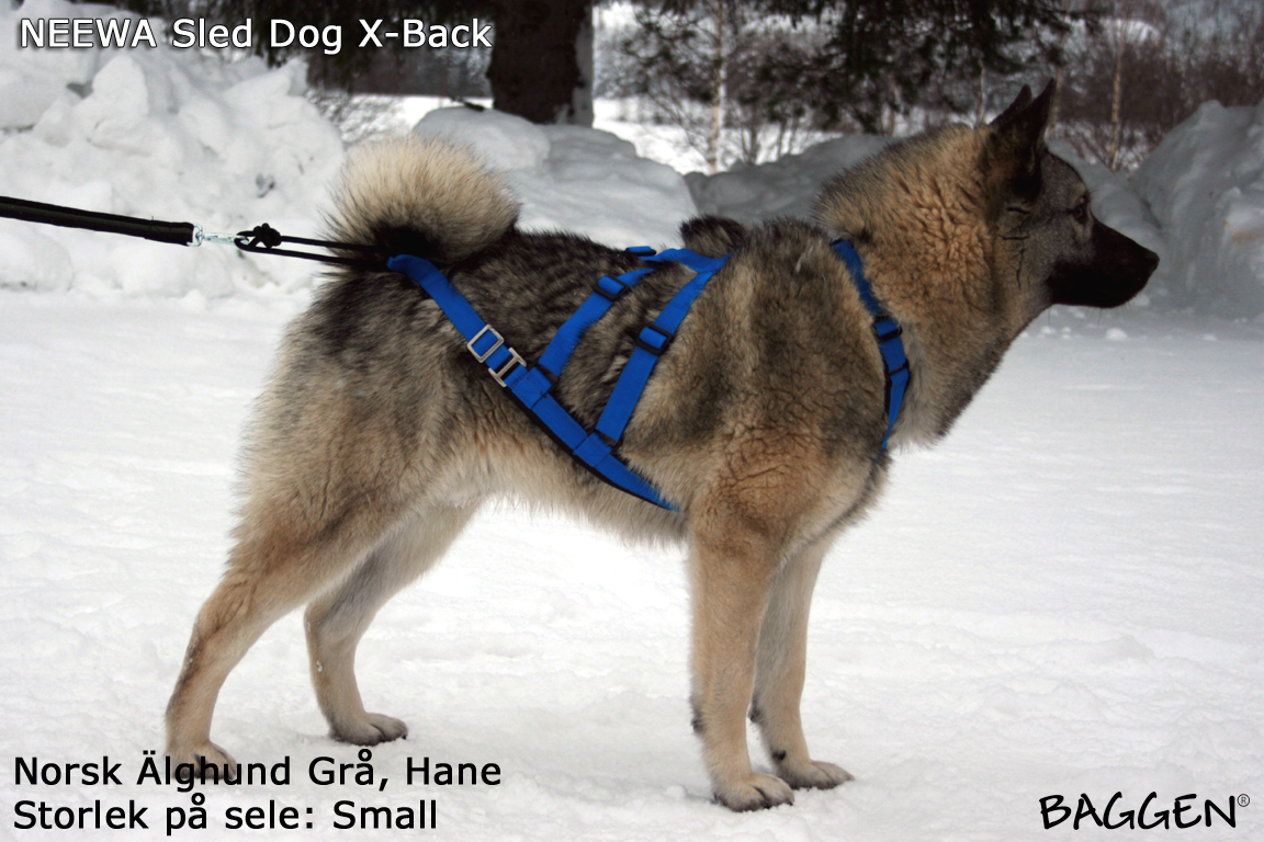 Neewa Sled Dog X-Back Dragsele - 6