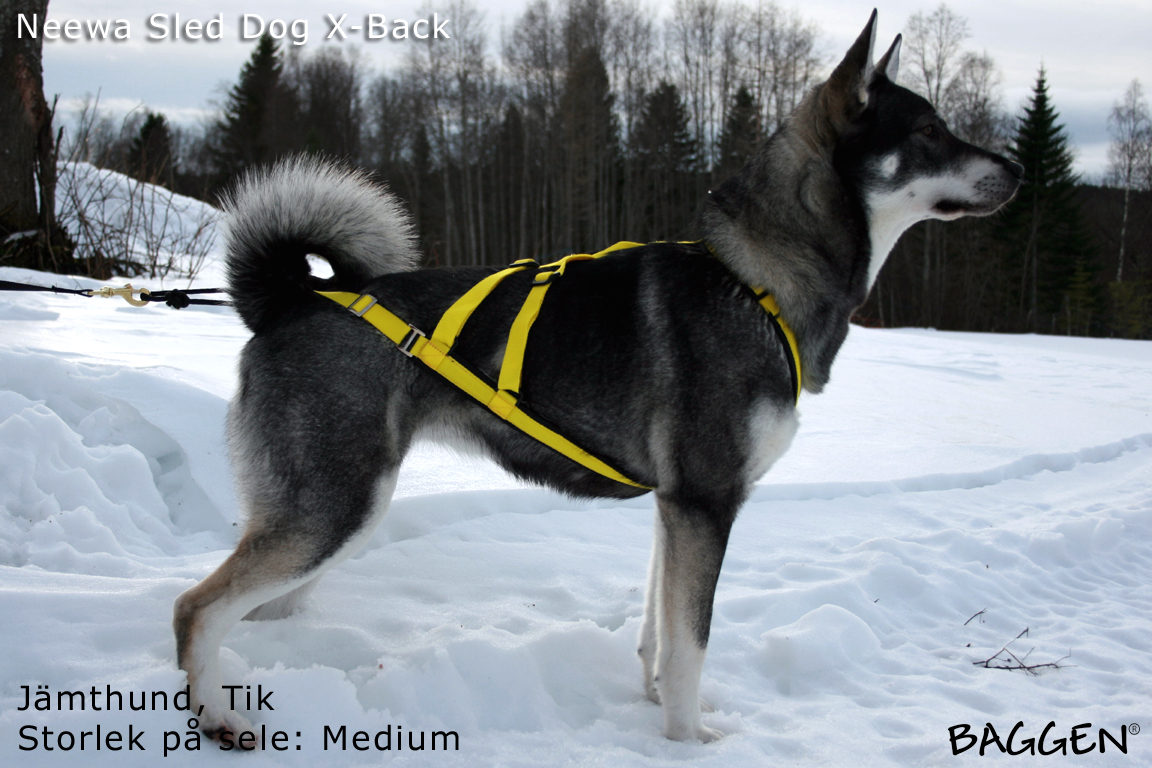 Neewa Sled Dog X-Back Dragsele - 2