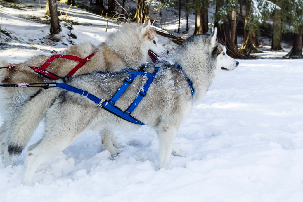 Neewa Sled Dog X-Back Dragsele