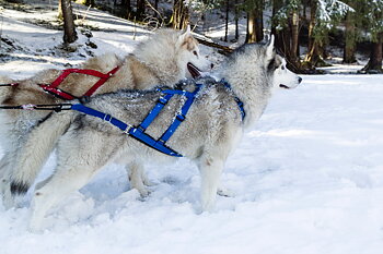 Neewa Sled Dog X-Back Dragsele