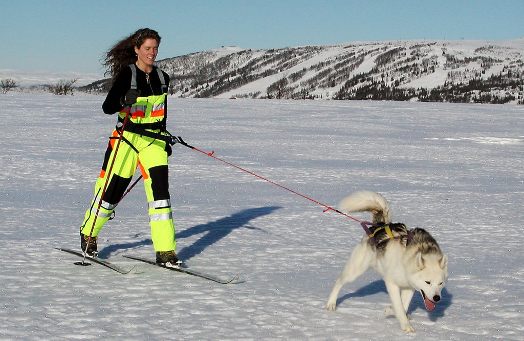Baggen Nedhållarband Softbelt Reflex/Vildmark - 3