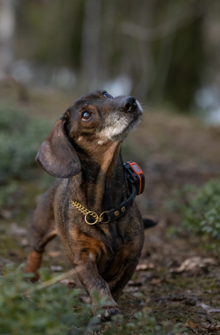 Tracker Bark Hundpejl - 3