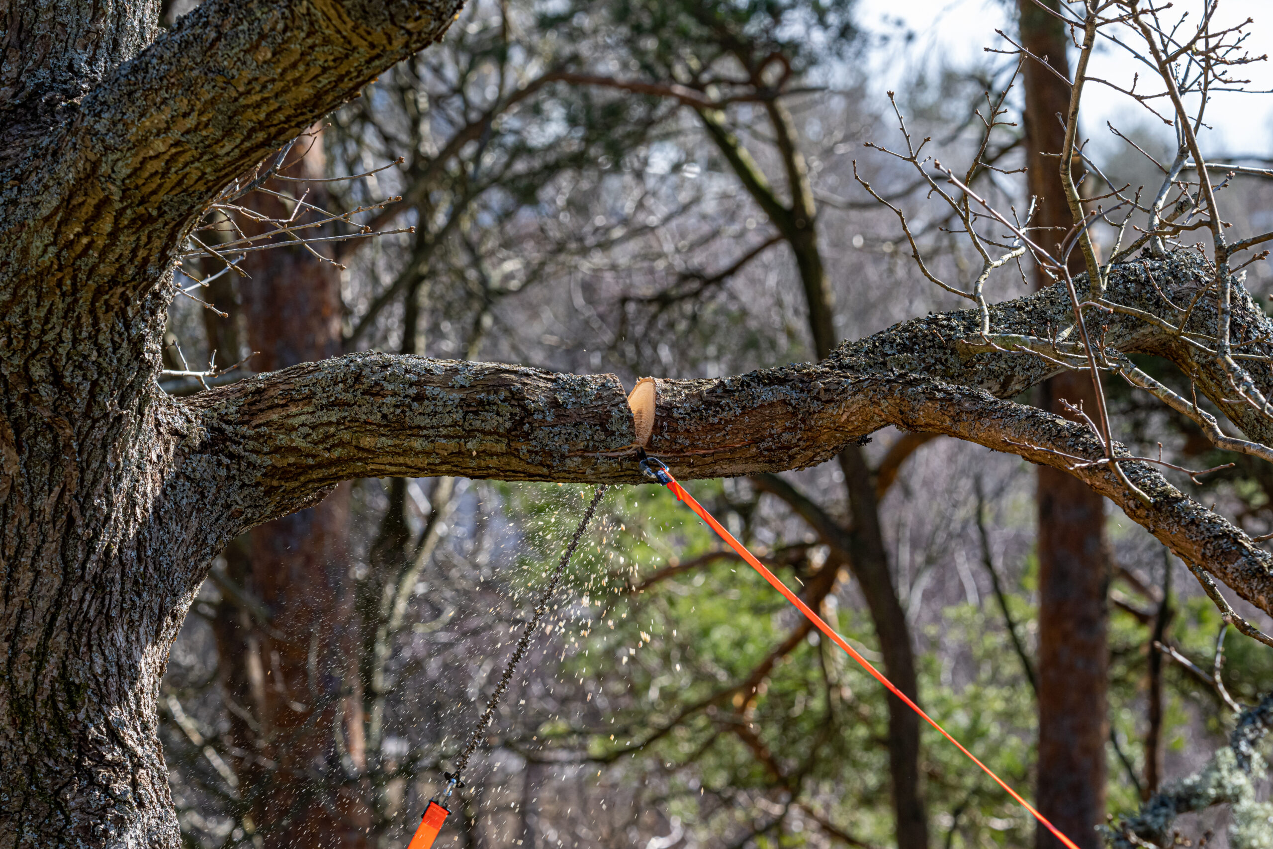Nordic Pocket Saw Arborist V.2 Orange/black - 4