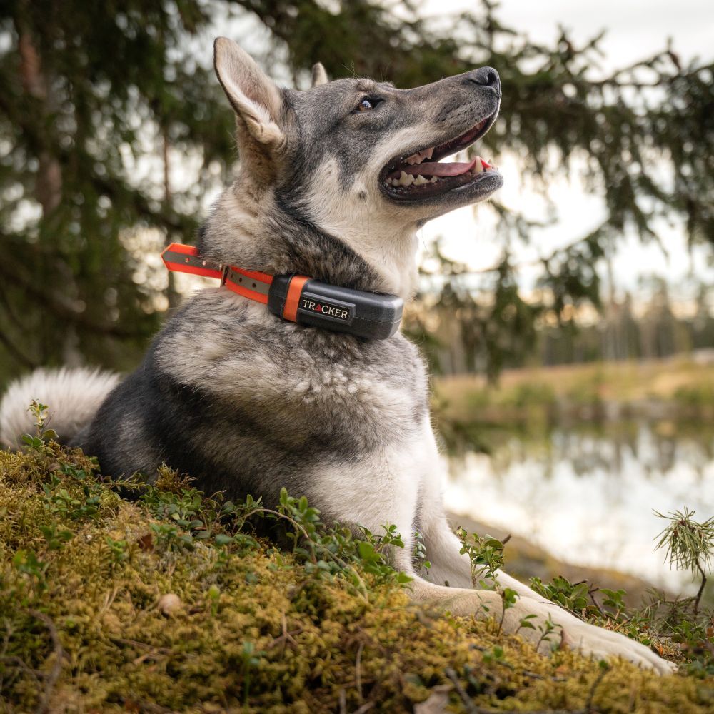Tracker Luna Hundpejl - 3