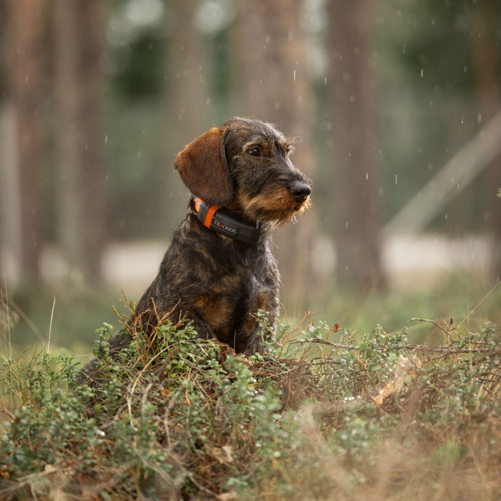 Tracker Luna Hundpejl - 5