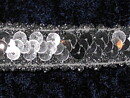 Silverfärgat paljettband 17 mm