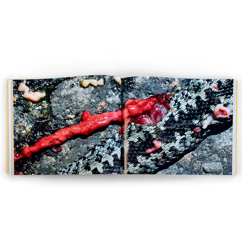 Anders Ängsvik: Roadkill - 7