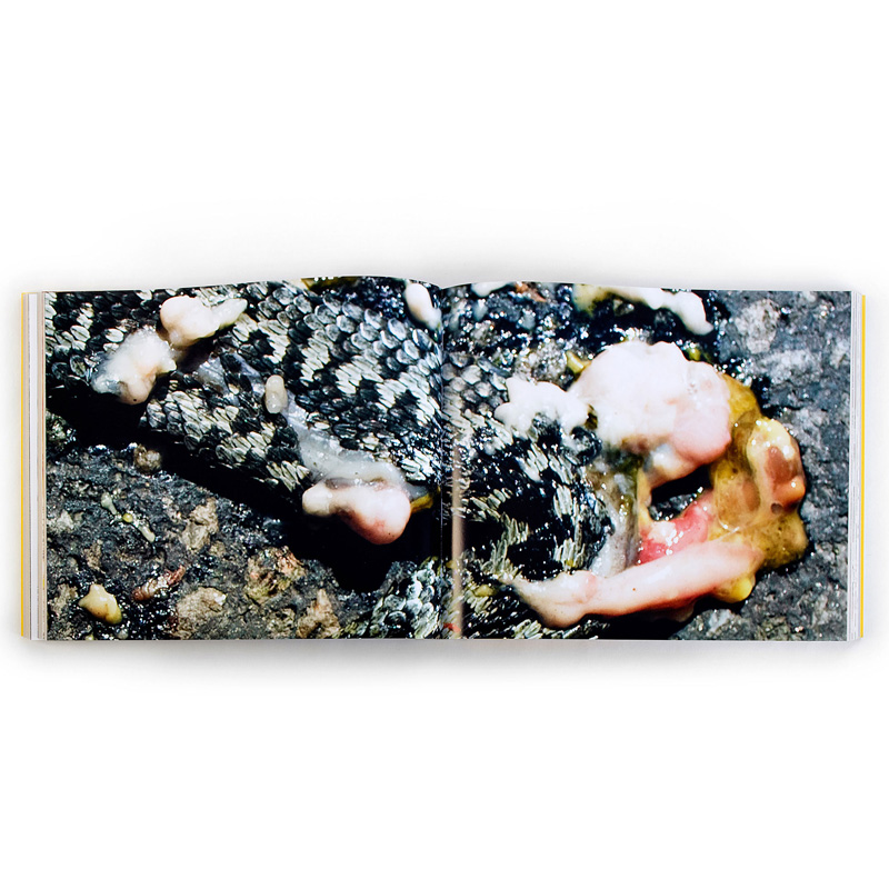 Anders Ängsvik: Roadkill - 8