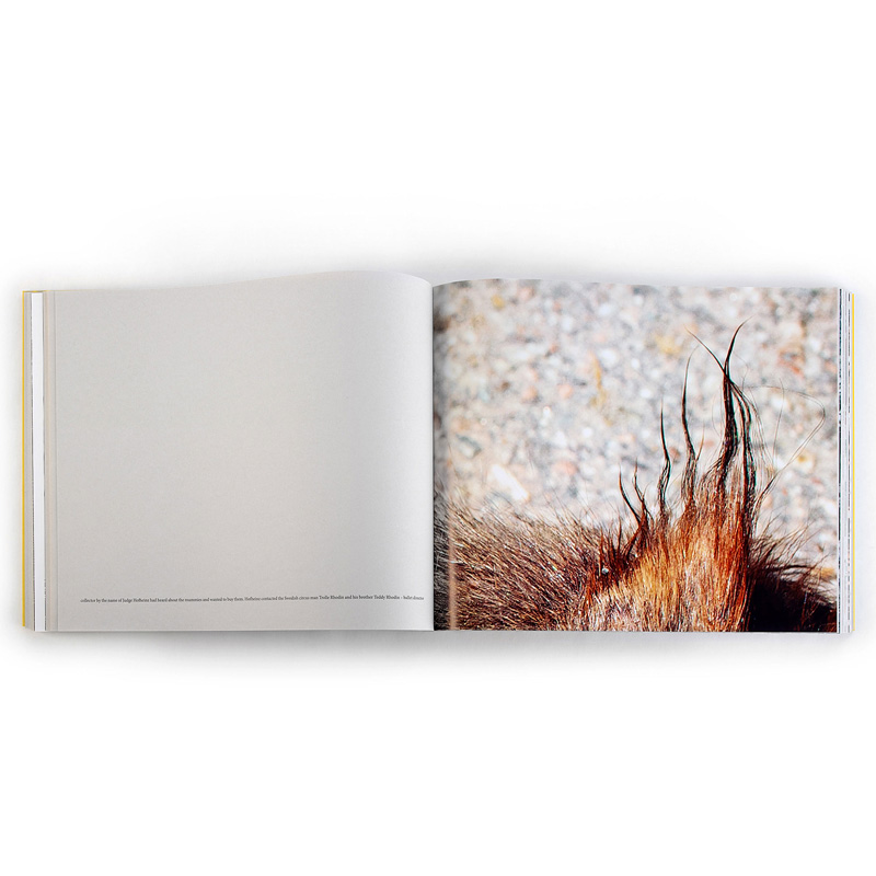 Anders Ängsvik: Roadkill - 10