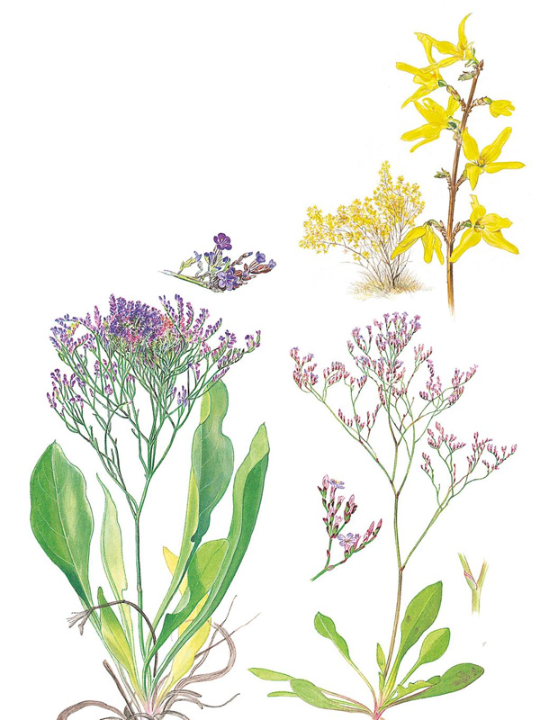 Nordens flora - 2