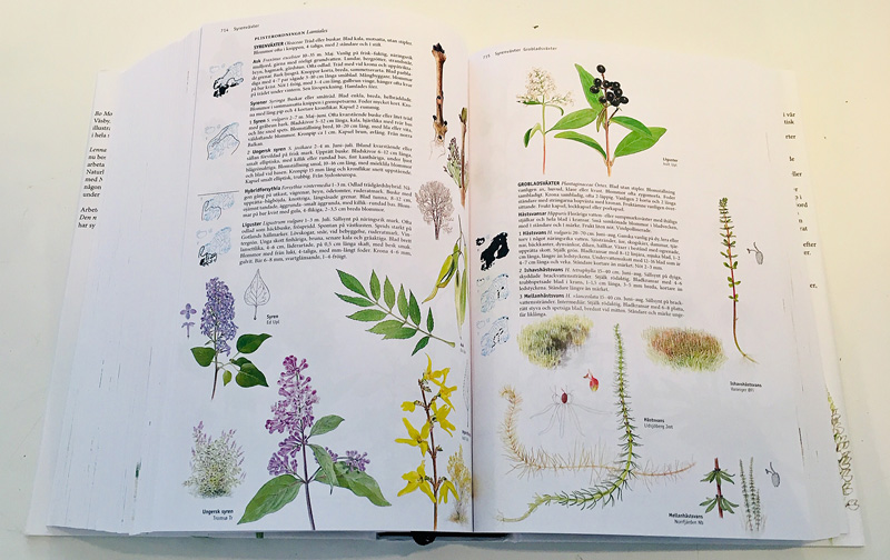 Nordens flora - 3