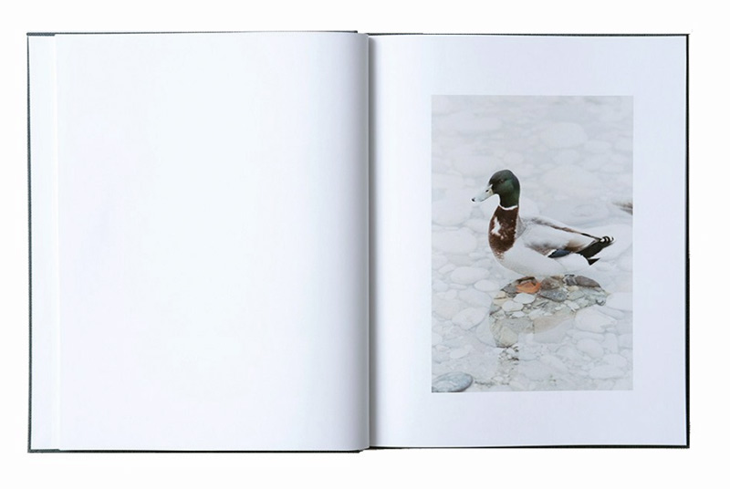 Anders Edström: Waiting some birds a bus a woman +