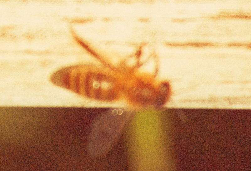 Frode & Marcus: Beekeeper [signed] - 3