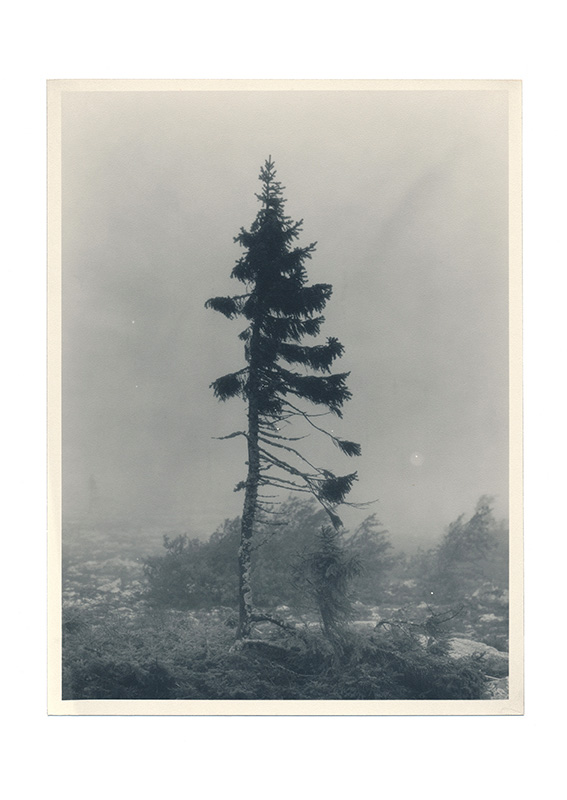 Nicolai Howalt: Old Tjikko [signed] - 7