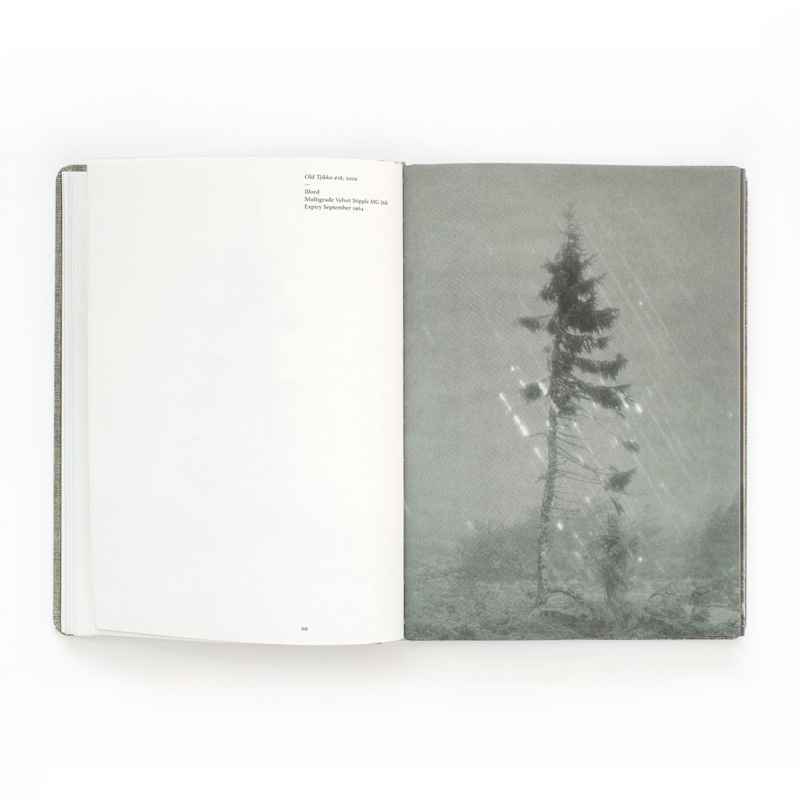 Nicolai Howalt: Old Tjikko [signed] - 6