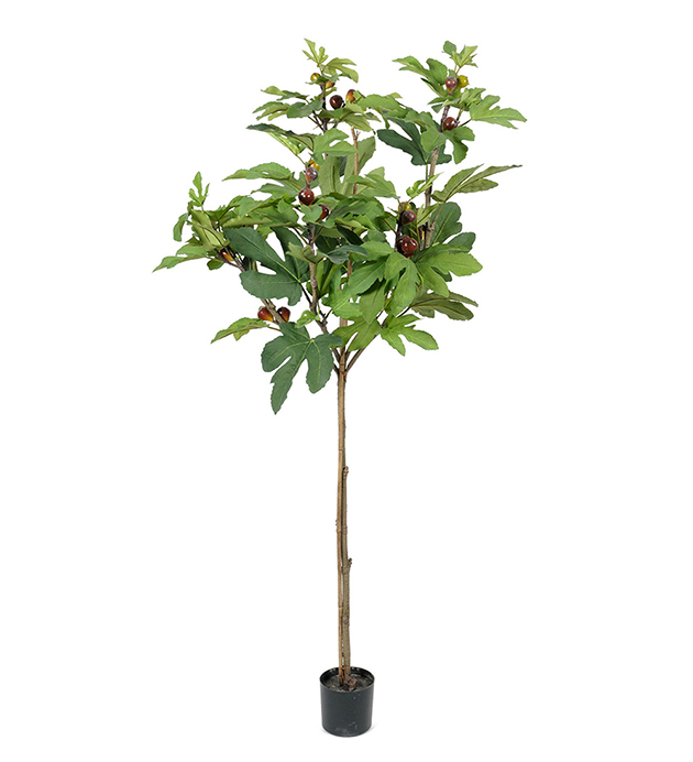 Fikon - 150 cm